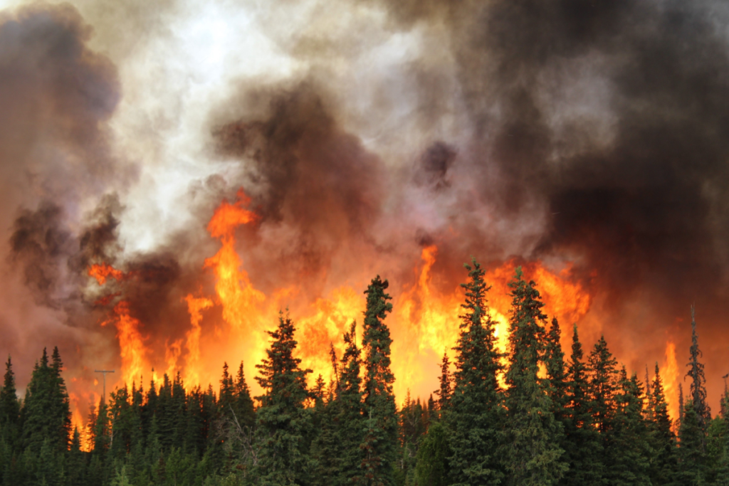 france-battles-largest-wildfire-since-1949